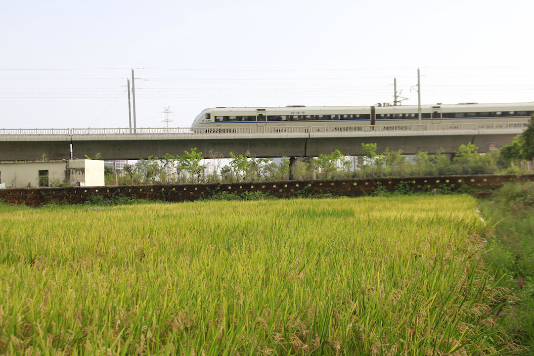 海南三亞：已建成南繁高標準農(nóng)田2426萬畝 415家種企落戶